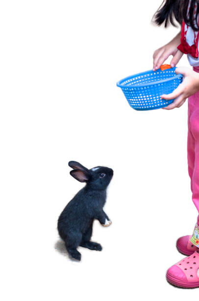 conejo de pie sobre dos piernas esperando zanahoria de un niño. - rabbit baby rabbit hare standing fotografías e imágenes de stock