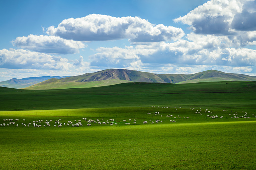 Cattle grazing on grasslands