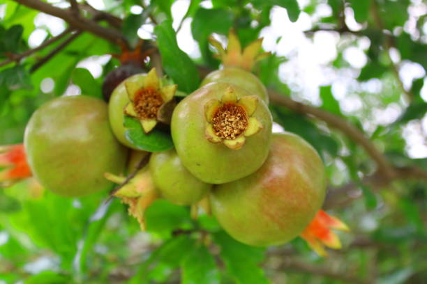 istock Pomegranate in a tree, about to ripen 1175297281