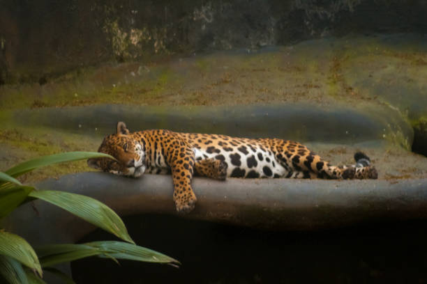 istock Brazilian Jaguar 1175297887