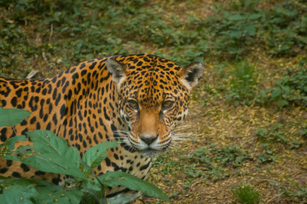 istock Brazilian Jaguar 1175297890