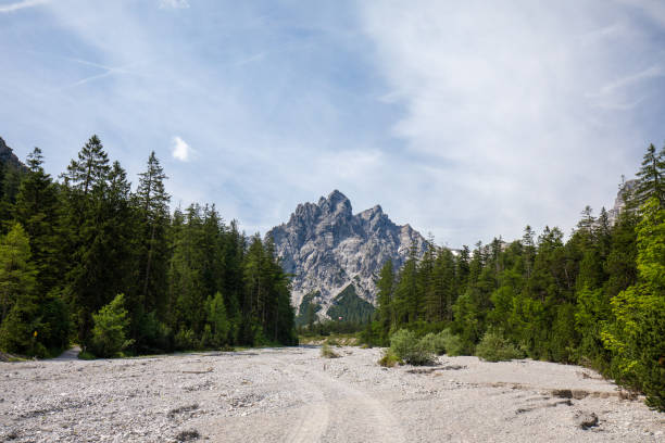 Wide try riverbed mountain scenery stock photo
