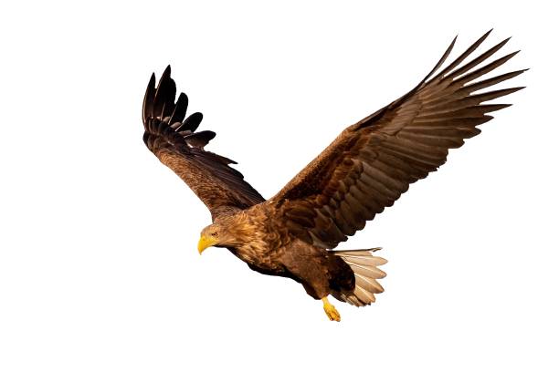 Adult white-tailed eagle flying isolated on white background at sunset.