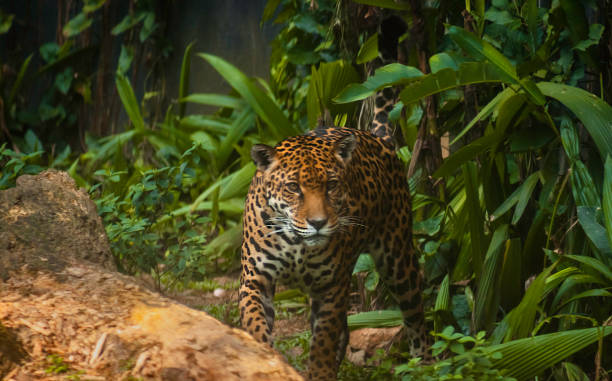 istock Brazilian Jaguar 1175297973