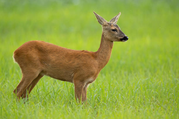 istock Roe deer doe in summer standing on a meadow with green grass looking away 1175298004