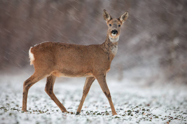 istock Roe deer, capreolus capreolus, doe in wintertime during a snowfall. 1175298020