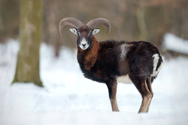 野生の羊、ムフロン、冬の森の深い雪の中に立って。 - bighorn sheep ram sheep winter ストックフォトと画像