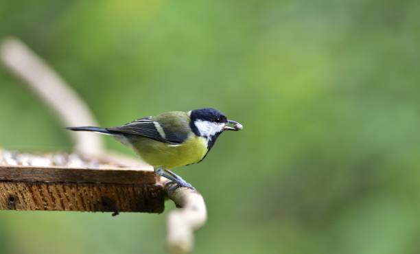 istock Portrait of a great tit sitting on a tree branch 1175298129