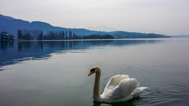 Pötschach - A swan crossing the lake A swan slowly crossing the lake. It swims next to the shore. In the back there are some hills surrounding the lake. Leaves turned golden. Calm lake's surface. Animals in the wilderness. pörtschach am wörthersee stock pictures, royalty-free photos & images
