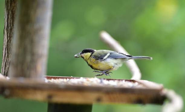 istock Portrait of a great tit sitting on a tree branch 1175298236