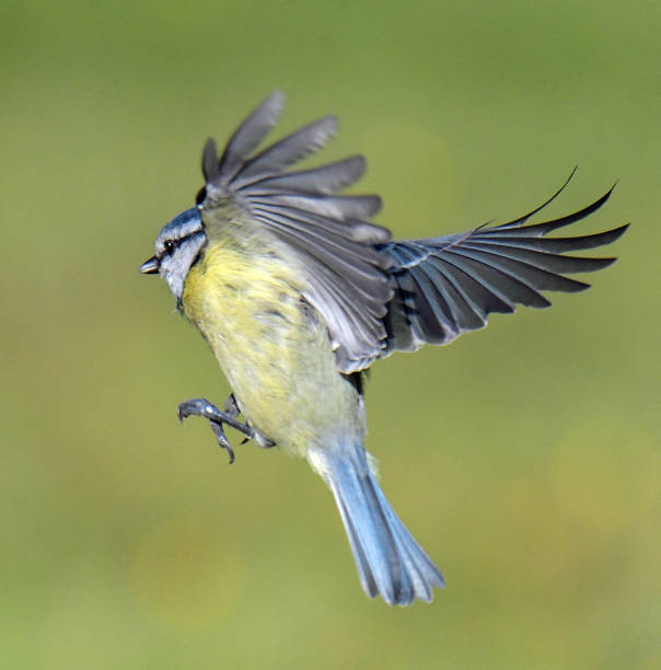 istock Great Tit, Goldfinch and Blue Tit in flight and perching 1175298522