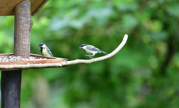 istock Portrait of a great tit sitting on a tree branch 1175299088
