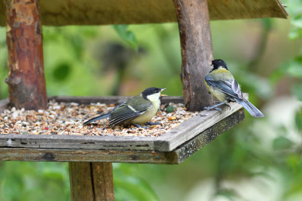 istock Several tits eat sunflower on a feeder in the park 1175299090