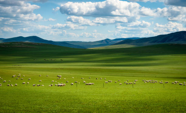 pâturage de bétail sur des prairies - national grassland photos et images de collection
