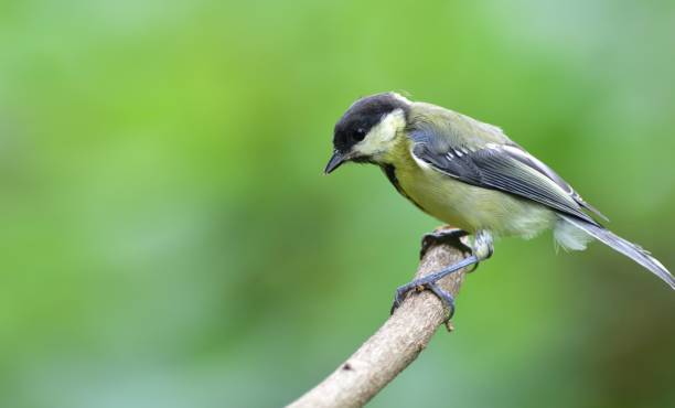 istock Portrait of a great tit sitting on a tree branch 1175299280