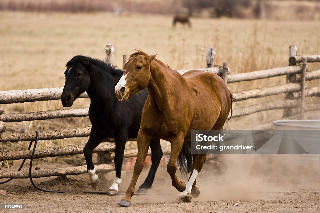 실행 말이었습니다 - 로열티 프리 Gelding 스톡 사진