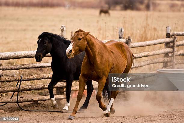 실행 말이었습니다 Gelding에 대한 스톡 사진 및 기타 이미지 - Gelding, 가축, 갈기