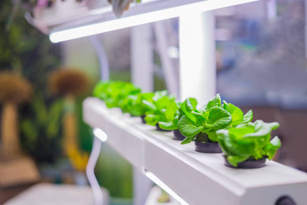 grüne pflanzen wachsen in töpfen - hydroponics stock-fotos und bilder