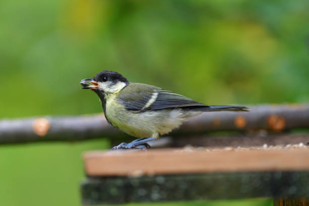 istock Portrait of a great tit sitting on a tree branch 1175299527