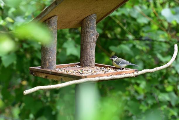 istock Portrait of a great tit sitting on a tree branch 1175299708