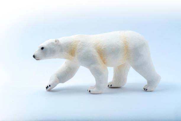 toy niedźwiedź polarny na białym tle - polar bear young animal cub isolated zdjęcia i obrazy z banku zdjęć