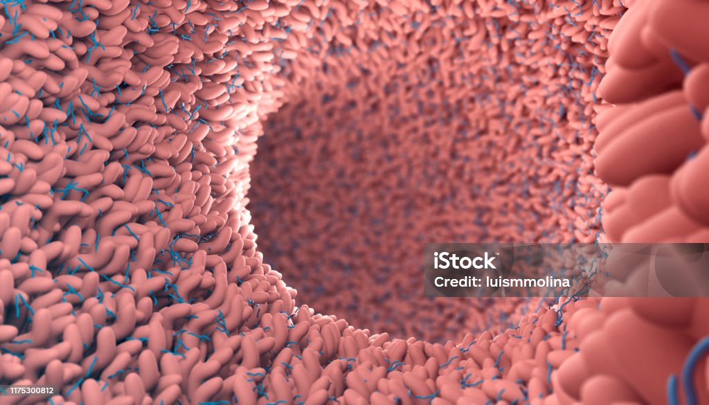 Human microbiome in intestine Microbiota in human intestine Microbiome Stock Photo