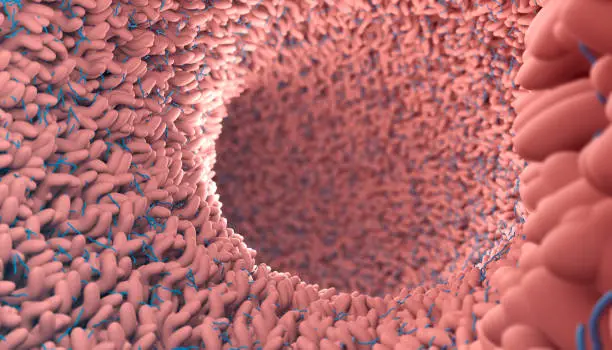Photo of Human microbiome in intestine