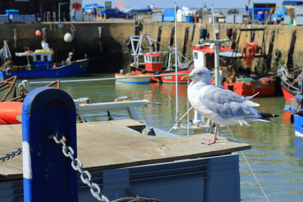 istock Seagull standing on a fishing boat in Whitstable harbour 1175300878