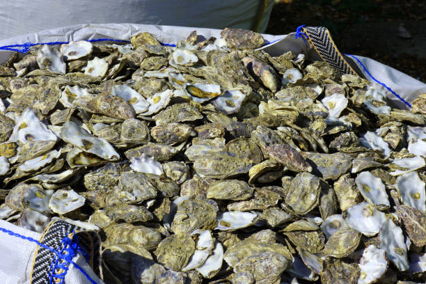 istock A bag full of Oyster shells 1175301091