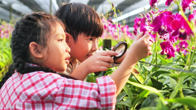 Brother and sister using Magnifier shines to the orchid, learning outside of the classroom, people and nature concepts