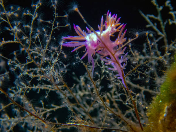 istock A vibrant Paraflabellina ischitana nudibranch in Malta 1175301235