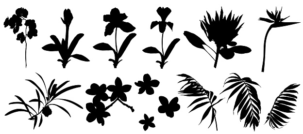 Silhouette set of tropical flowers and palm leaves, black color, isolated on white background
