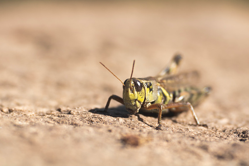 Close up of a grasshopper.