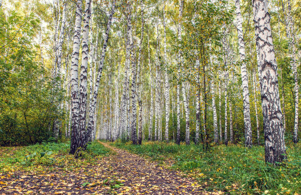 Autumn birch forest lit by the evening sun. Landscape of birches planted in a row