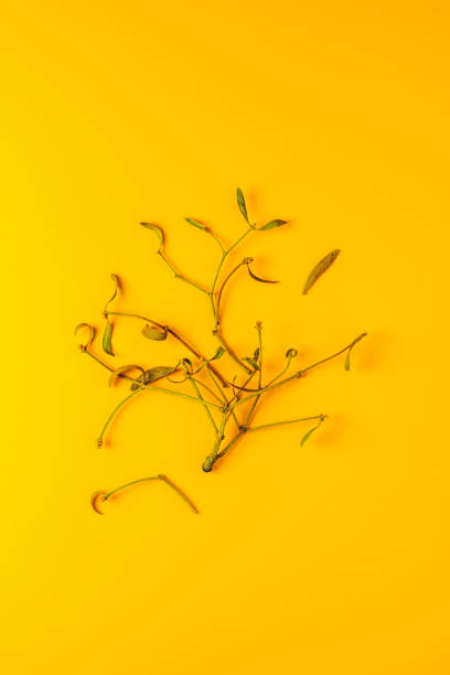 istock Traditional Christmas plant mistletoe branches 1175305303