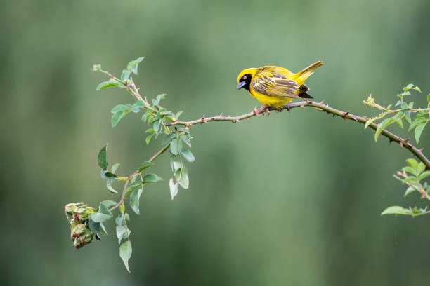 istock Male Masked Weaver sitting on a long thin branch with a green background 1175306378
