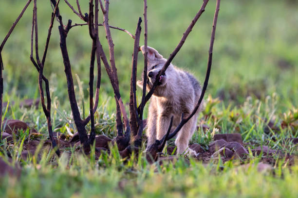 Lone Black Backed Jackal pup standing in short green grass explore the world