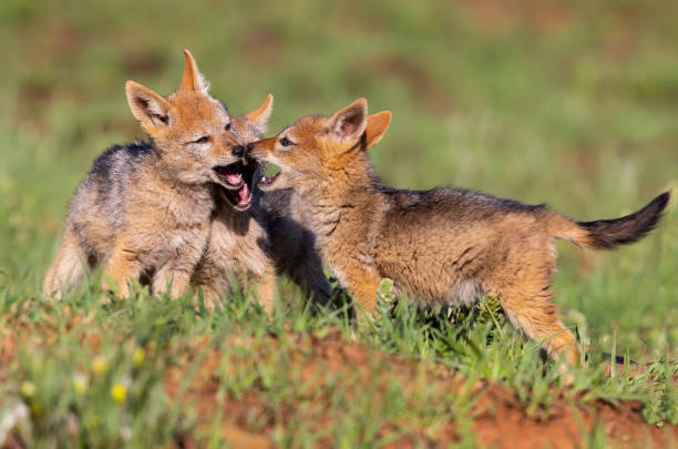 istock Three Black Backed Jackal puppies play in short green grass to develop their skills 1175306695
