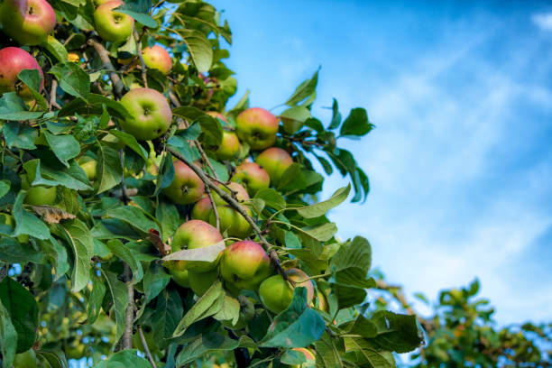 istock Apple tree with fruits and leaves 1175306753