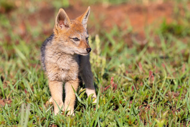 istock Lone Black Backed Jackal pup standing in short green grass explore the world 1175306757