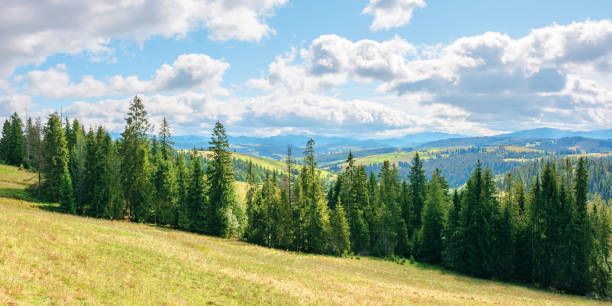 istock coniferous forest on the grassy hill in mountains 1175308288