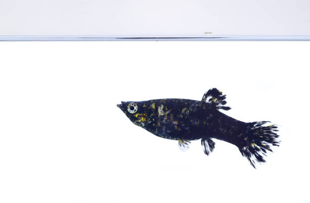 Molly fish on white A pretty little dalmation patterned Molly fish swimming in a fish tank against a white background. black molly fish stock pictures, royalty-free photos & images