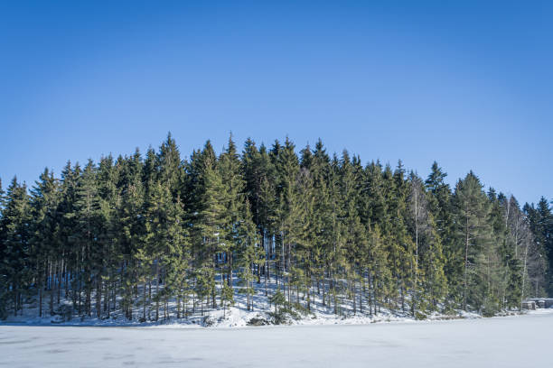 istock Alpine forest and snow on a clear, blue, sunny day 1175309243