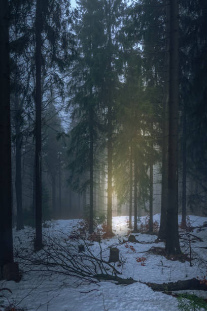 istock Light beam in dark winter forest with snow 1175309353