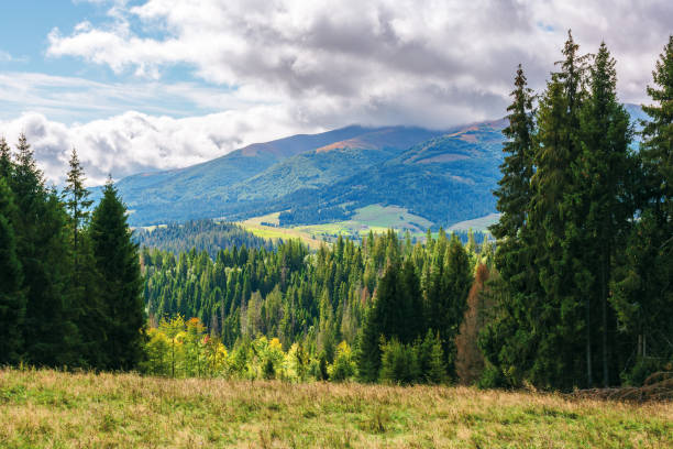 coniferous forest on the grassy hill in mountains coniferous forest on the grassy hill in mountains. borzhava mountain ridge in the distance beneath a cloudy sky. wonderful early autumn weather in carpathians september photos stock pictures, royalty-free photos & images