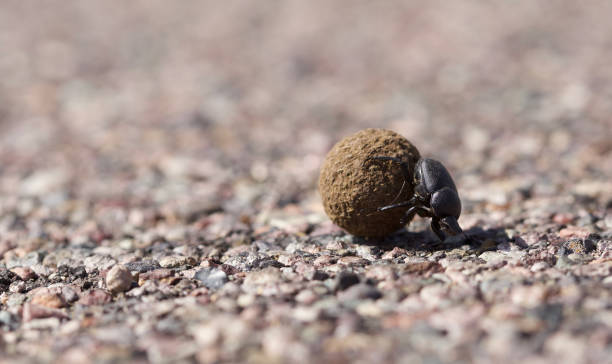 Dung Beetle in the road A big black dung beetle pushing a ball of dung across the road in the sunny desert in Arizona, USA. sisyphus stock pictures, royalty-free photos & images
