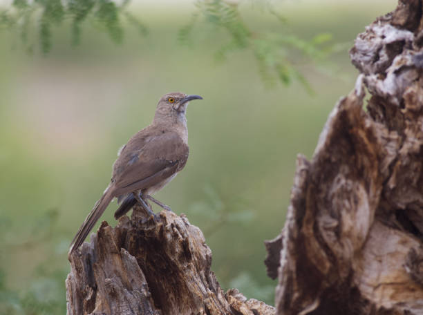 istock Curve-billed Thrasher in the desert 1175309741