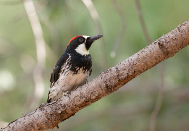 istock Acorn Woodpecker perched in AZ 1175309758