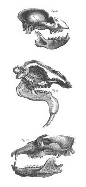 istock Dinotherium Giganteum, Hyaena Spelaea, Ursus Spelaeus, Fossils, Skeletons, and Tracks Engraving Antique Illustration, Published 1851 1175309821