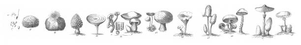 ilustraciones, imágenes clip art, dibujos animados e iconos de stock de fungi, representantes de las algas, hongos, bryophyta, polypodiophyta y otras plantas no florecientes grabado ilustración antigua, publicado 1851 - edible mushroom illustrations
